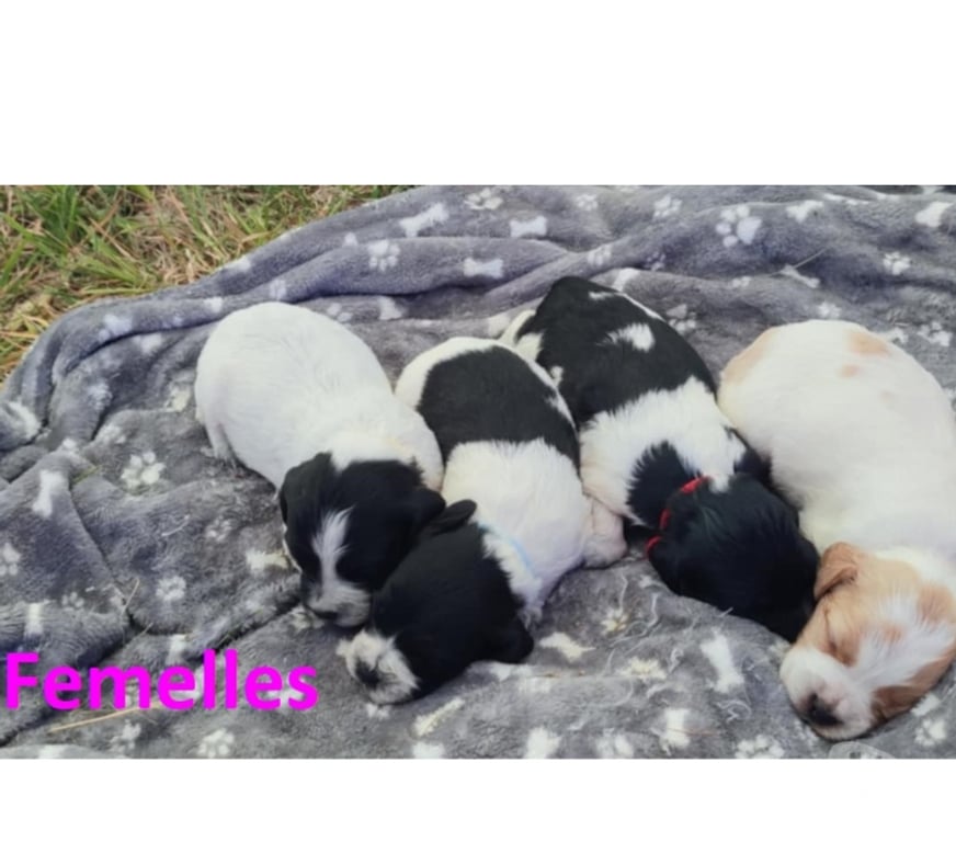 Vente Manche Tocqueville - 50330 - Photos Vivastreet Chiots épagneul breton lof