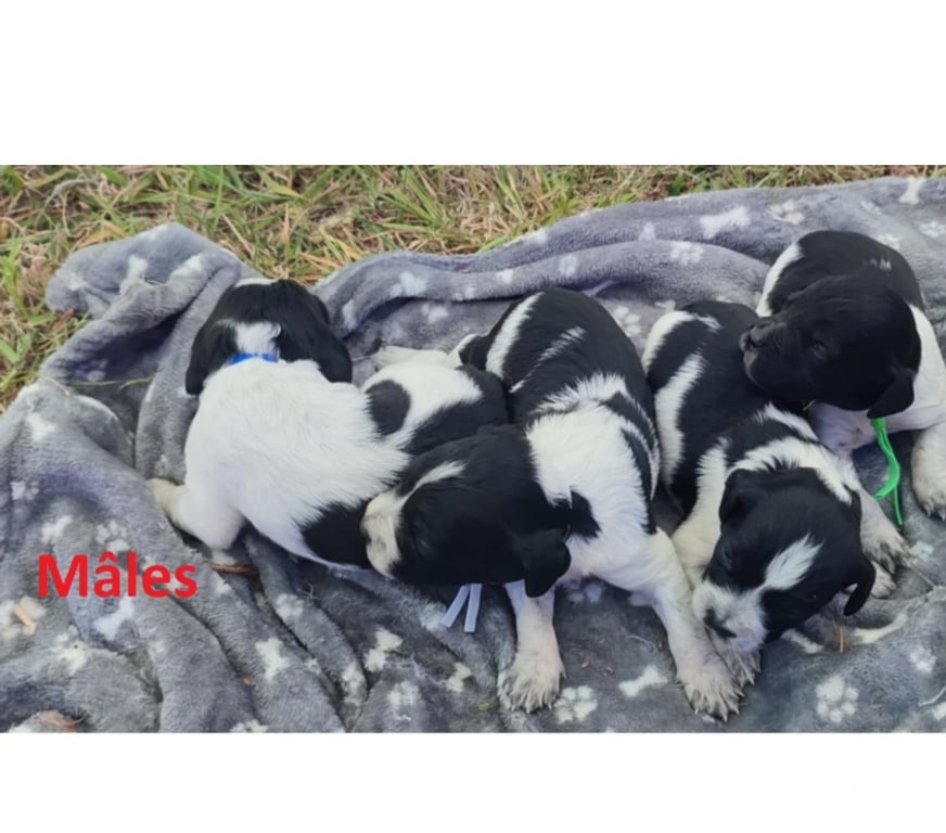 Vente Manche Tocqueville - 50330 - Photos Vivastreet Chiots épagneul breton lof