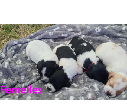 Vente animaux Tocqueville Manche - Photos Vivastreet Chiots épagneul breton lof