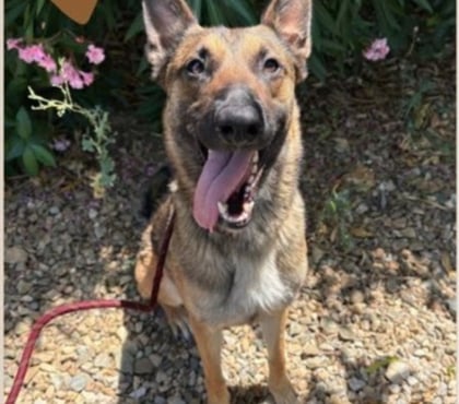 Don animaux Beziers Hérault - Photos Vivastreet ARIA, chienne type berger allemand, 3 ans non lof