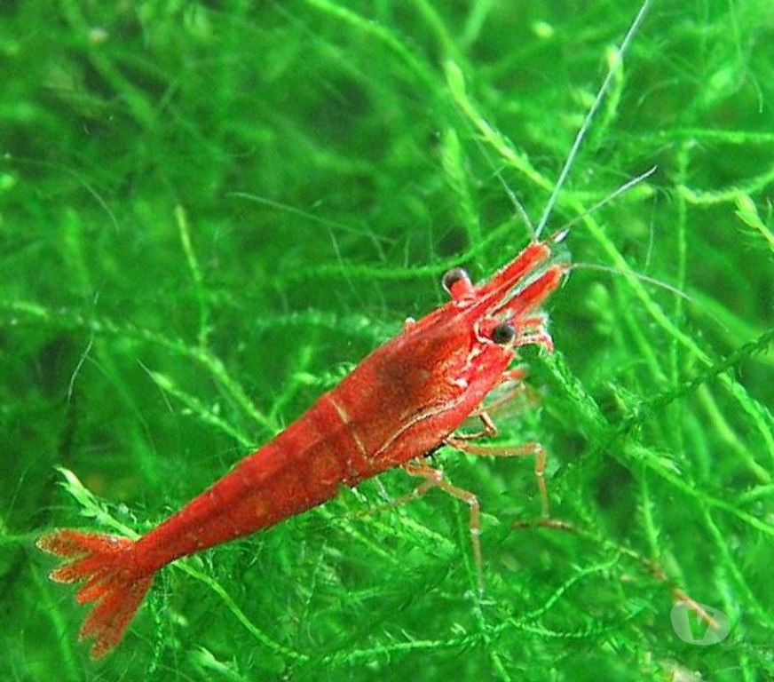 Vente Vendée La Gaubretiere - 85130 - Photos Vivastreet Crevettes Red Cherry