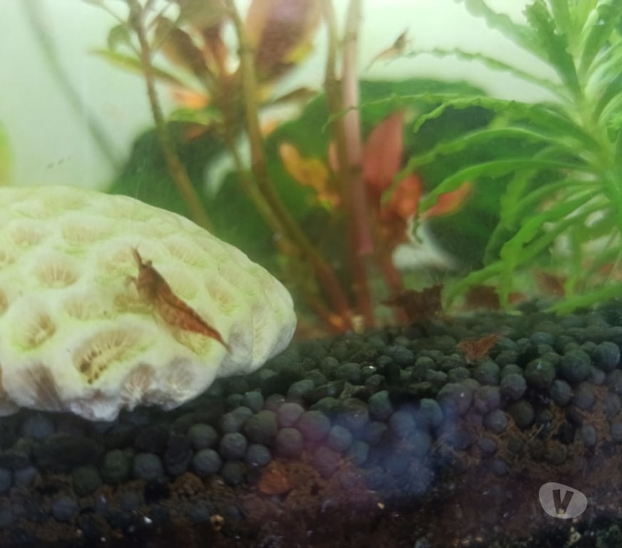 Vente Vendée La Gaubretiere - 85130 - Photos Vivastreet Crevettes Red Cherry
