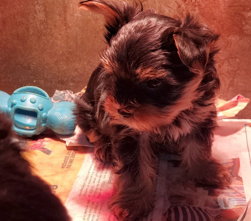 Vente Nord Caudry - Photos Vivastreet 2 CHIOTS YORKSHIRE TERRIER