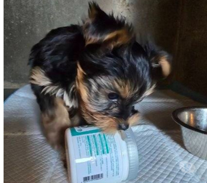 Vente Nord Caudry - Photos Vivastreet 2 CHIOTS YORKSHIRE TERRIER