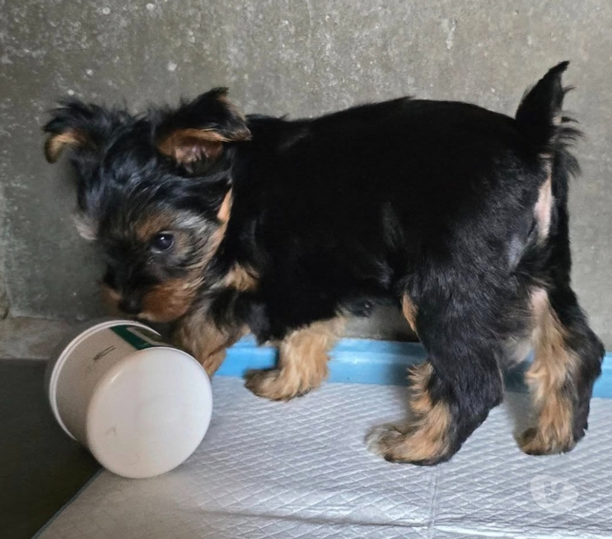 Vente Nord Caudry - Photos Vivastreet 2 CHIOTS YORKSHIRE TERRIER