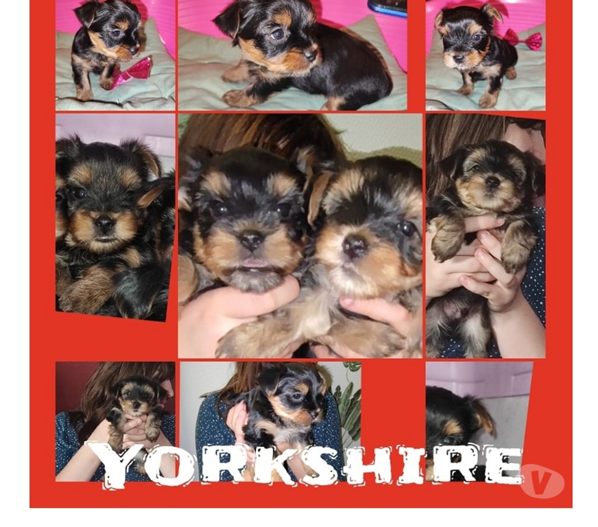 Vente Nord Caudry - Photos Vivastreet 2 CHIOTS YORKSHIRE TERRIER