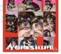 2 CHIOTS YORKSHIRE TERRIER
