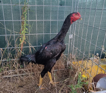 coq chamo agee de 5mois