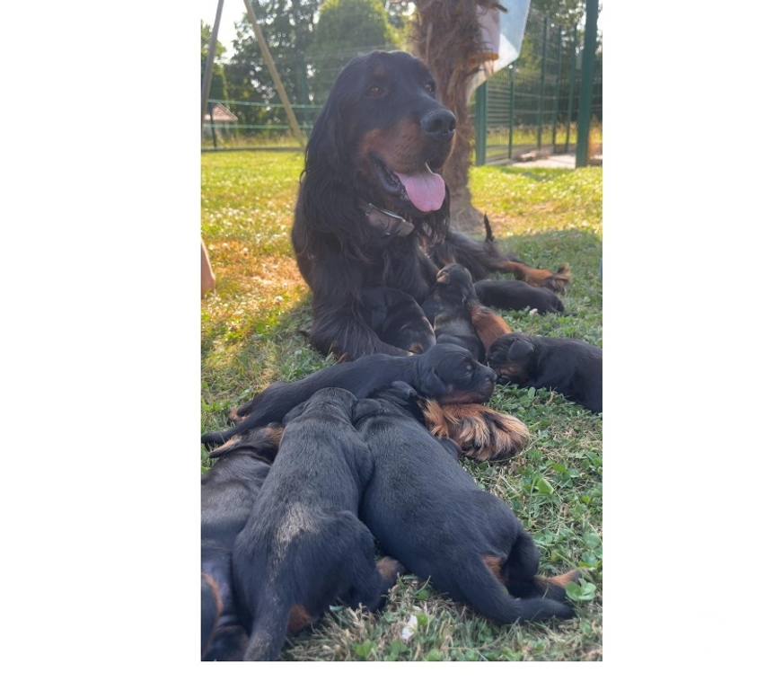 Vente Seine-et-Marne Chailly en Brie - 77120 - Photos Vivastreet Chiots setter gordon LOF