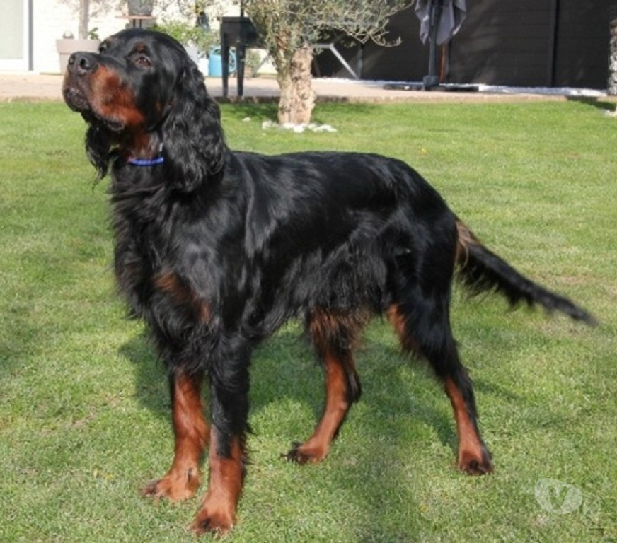 Vente Seine-et-Marne Chailly en Brie - 77120 - Photos Vivastreet Chiots setter gordon LOF