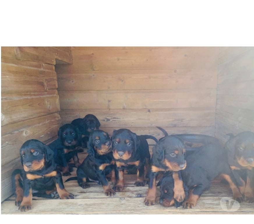 Vente Seine-et-Marne Chailly en Brie - 77120 - Photos Vivastreet Chiots setter gordon LOF