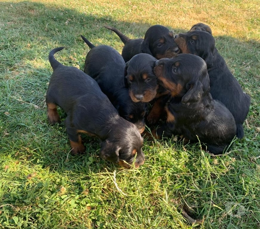 Vente Seine-et-Marne Chailly en Brie - 77120 - Photos Vivastreet Chiots setter gordon LOF