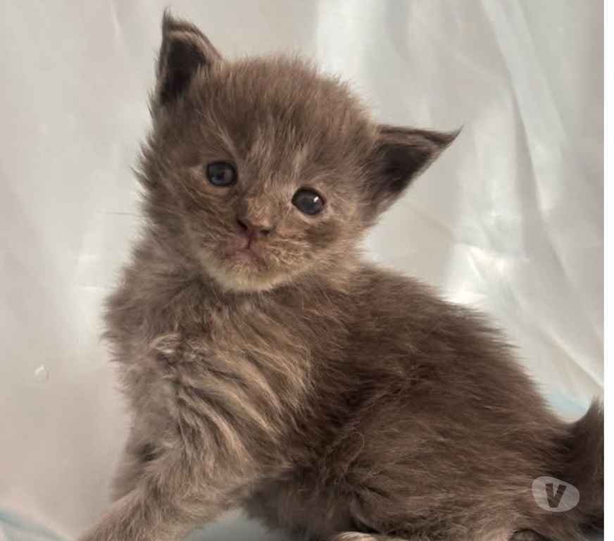 Vente Gard St Gilles - 30800 - Photos Vivastreet Chatons Maine coon LOOF