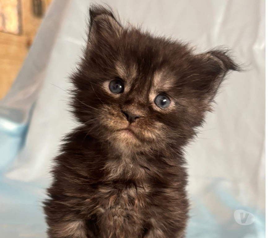 Vente Gard St Gilles - 30800 - Photos Vivastreet Chatons Maine coon LOOF
