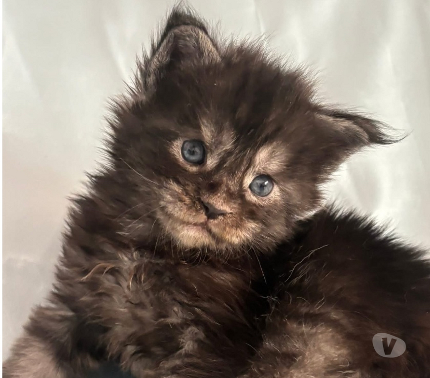 Vente Gard St Gilles - 30800 - Photos Vivastreet Chatons Maine coon LOOF