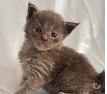 Vente animaux St Gilles Gard - Photos Vivastreet Chatons Maine coon LOOF