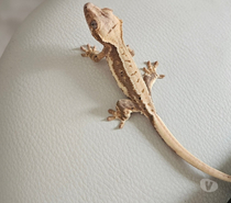 Gecko a crete ciliatus