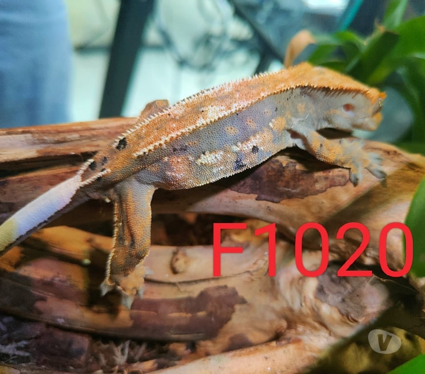 Vente Nord Armentieres - 59280 - Photos Vivastreet Femelle gecko à crête Correlophus ciliatus