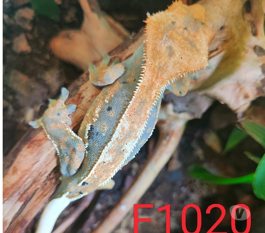 Vente Nord Armentieres - 59280 - Photos Vivastreet Femelle gecko à crête Correlophus ciliatus
