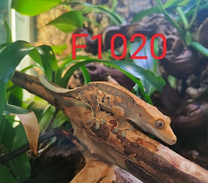 Vente animaux Armentieres Nord - Photos Vivastreet Femelle gecko à crête Correlophus ciliatus