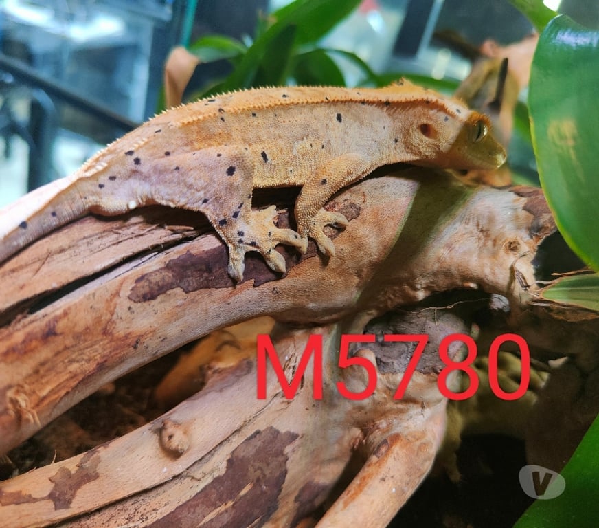 Vente Nord Armentieres - 59280 - Photos Vivastreet Mâle Gecko à crête Correlophus ciliatus