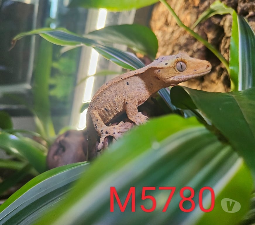 Vente Nord Armentieres - 59280 - Photos Vivastreet Mâle Gecko à crête Correlophus ciliatus