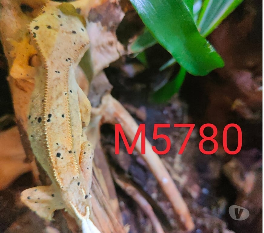 Vente Nord Armentieres - 59280 - Photos Vivastreet Mâle Gecko à crête Correlophus ciliatus