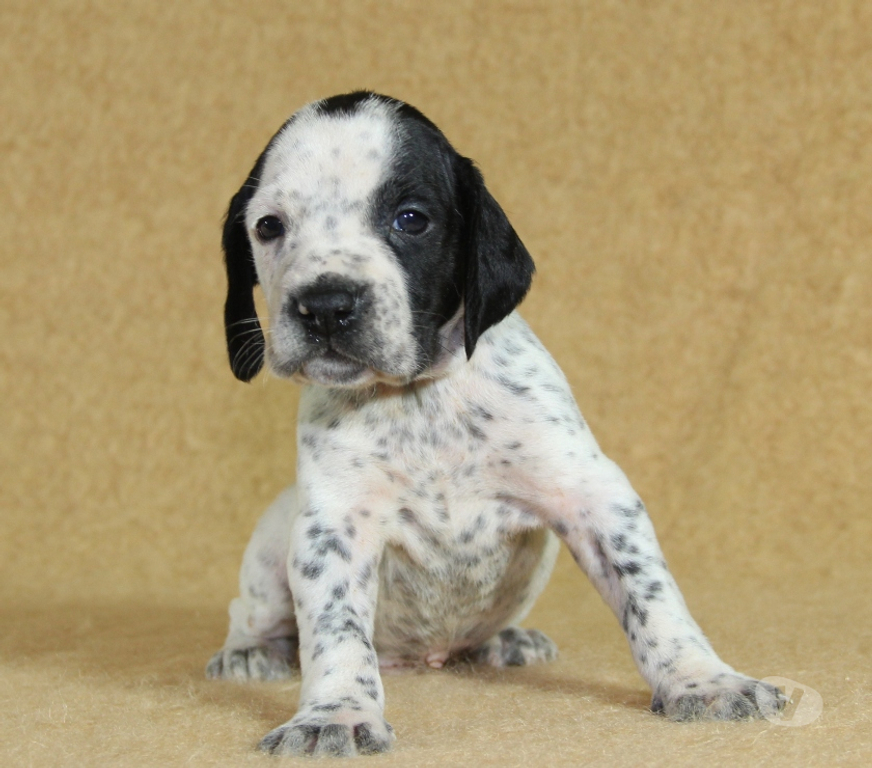 Vente Marne Ambonnay - 51150 - Photos Vivastreet Chiots Braque d'Auvergne à réserver: