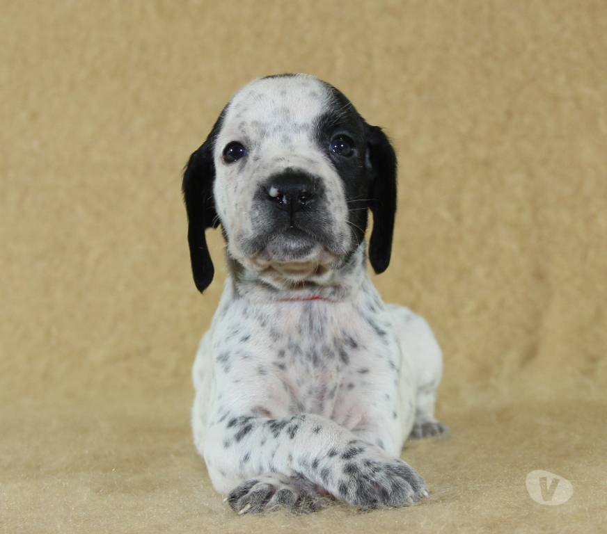 Vente Marne Ambonnay - 51150 - Photos Vivastreet Chiots Braque d'Auvergne à réserver: