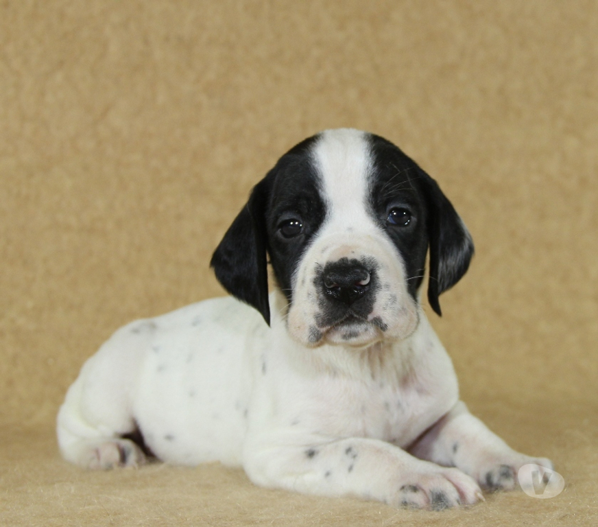 Vente Marne Ambonnay - 51150 - Photos Vivastreet Chiots Braque d'Auvergne à réserver: