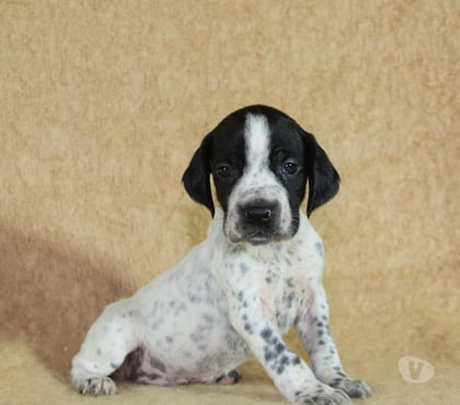 Vente animaux Ambonnay Marne - Photos Vivastreet Chiots Braque d'Auvergne à réserver: