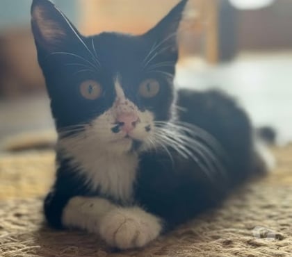 Vente animaux Bois de Cene Vendée - Photos Vivastreet Oasis chatonne 5 mois