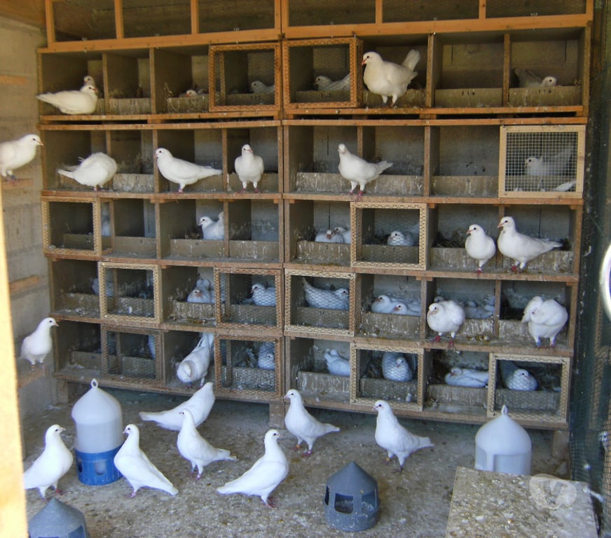 Vente Seine-et-Marne Bagneaux sur Loing - 77167 - Photos Vivastreet Pigeons de chair