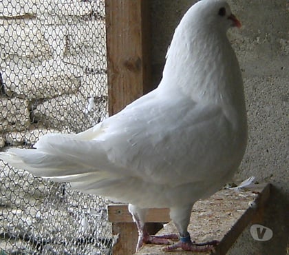 Vente Bagneaux sur Loing Seine-et-Marne - Photos Vivastreet Pigeons de chair