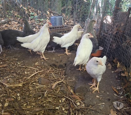 Vente animaux Sevres Hauts-de-Seine - Photos Vivastreet Poussins 2 mois leghorn