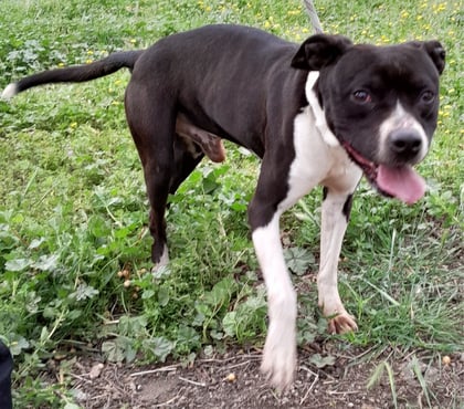 Don animaux Bourges Cher - Photos Vivastreet VICTORIO, chien croisé border collie 8 ans non lof