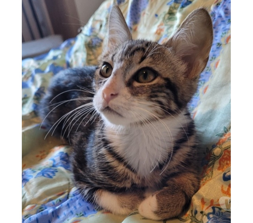 Don animaux Hérault Beziers - 34500 - Photos Vivastreet APACHE, chaton tigré blanc; 5 mois type européen non lof