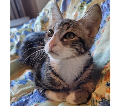 Don animaux Beziers Hérault - Photos Vivastreet APACHE, chaton tigré blanc; 5 mois type européen non lof