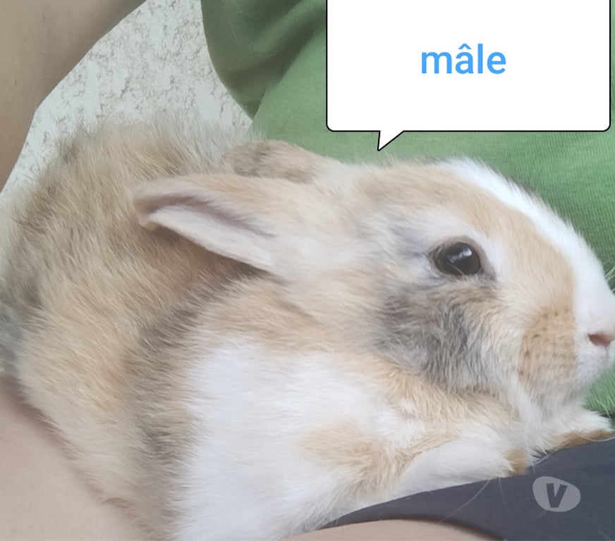 Vente Aisne Villequier Aumont - 02300 - Photos Vivastreet lapin nain tricolore beige