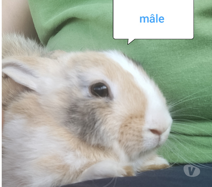Vente animaux Villequier Aumont Aisne - Photos Vivastreet lapin nain tricolore beige