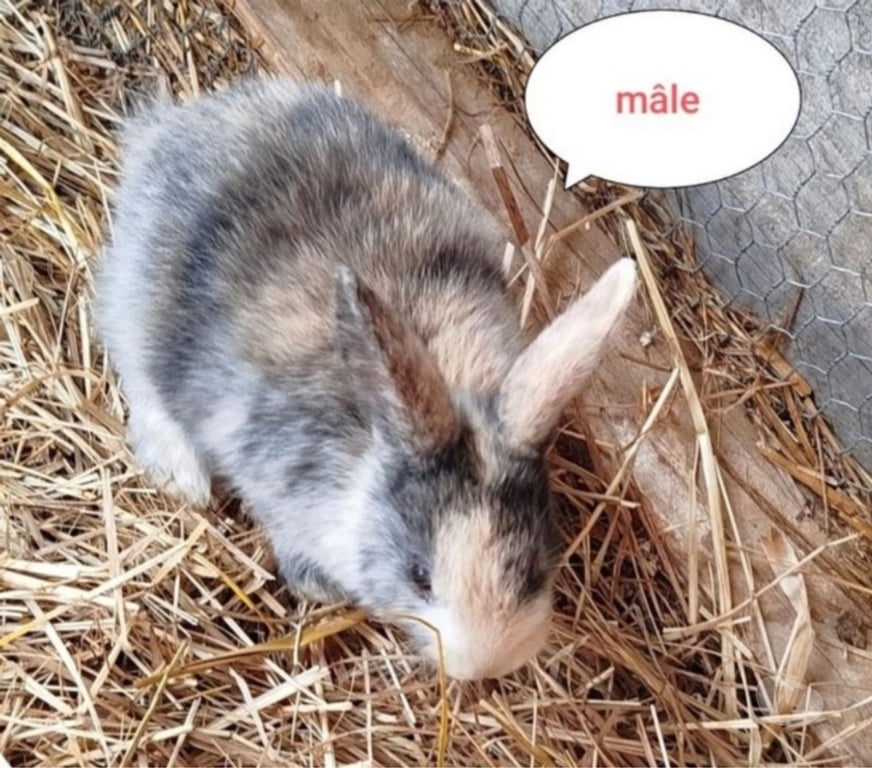 Vente Aisne Villequier Aumont - 02300 - Photos Vivastreet lapin nain tricolore vacciné