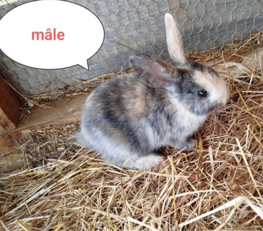 Vente Aisne Villequier Aumont - 02300 - Photos Vivastreet lapin nain tricolore vacciné