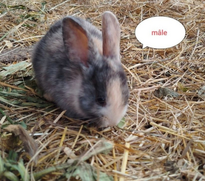 Vente Villequier Aumont Aisne - Photos Vivastreet lapin nain tricolore vacciné