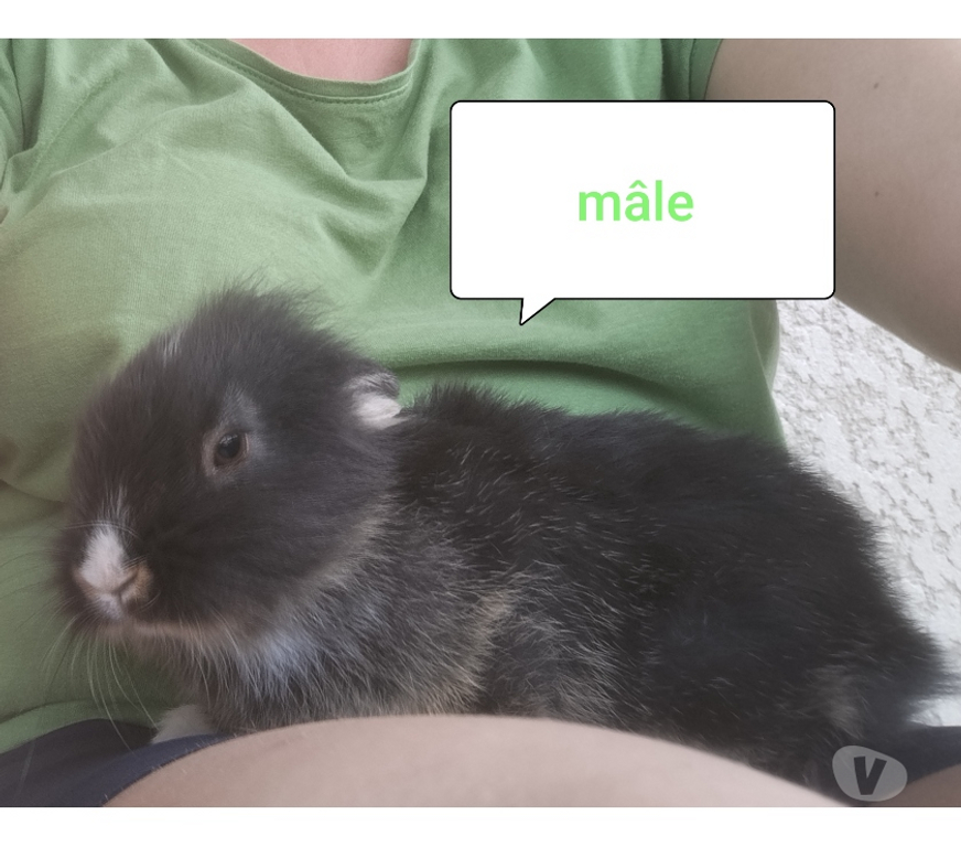 Vente Aisne Villequier Aumont - 02300 - Photos Vivastreet Lapin nain tête de lion