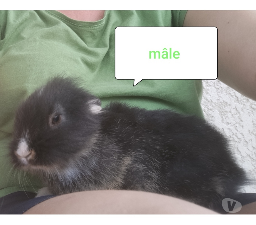 Vente Aisne Villequier Aumont - 02300 - Photos Vivastreet Lapin nain tête de lion