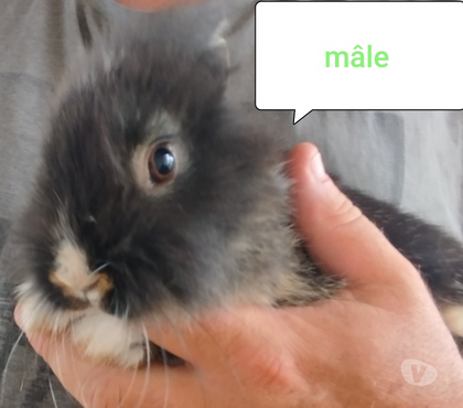 Vente animaux Villequier Aumont Aisne - Photos Vivastreet Lapin nain tête de lion