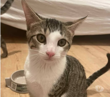 Don Grillon Vaucluse - Photos Vivastreet Chat TAO à l adoption