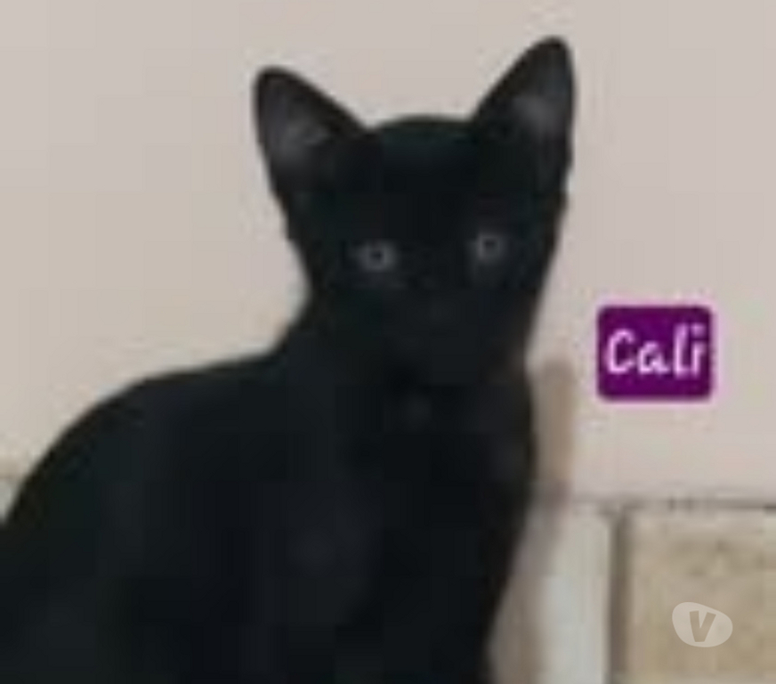 Don animaux Drôme Puy St Martin - 26450 - Photos Vivastreet Chien CALI à l adoption