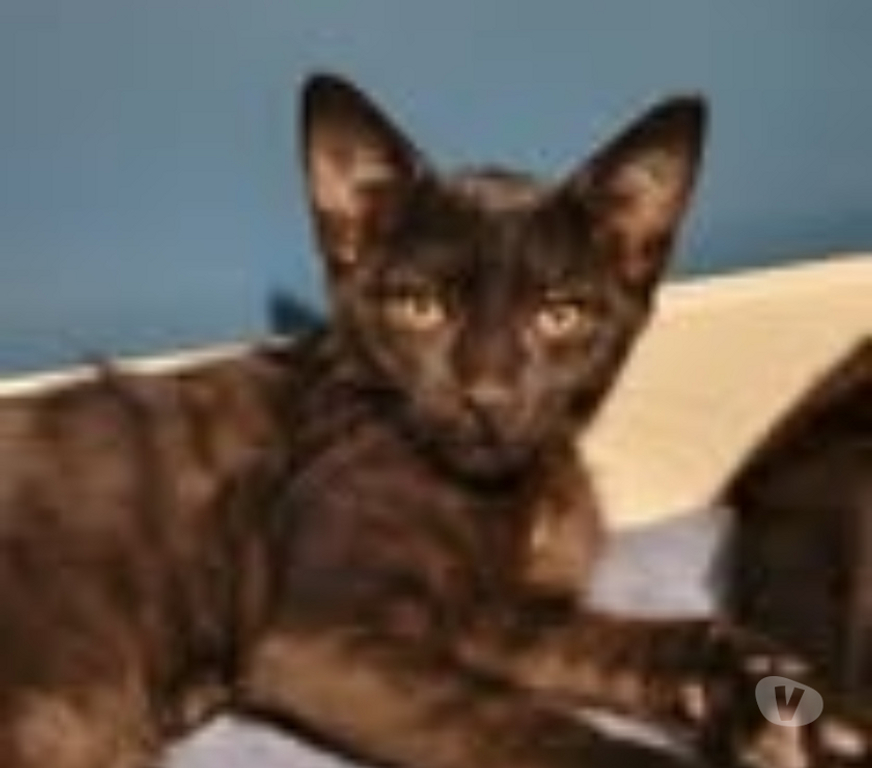 Don animaux Drôme Puy St Martin - 26450 - Photos Vivastreet Chien CALI à l adoption