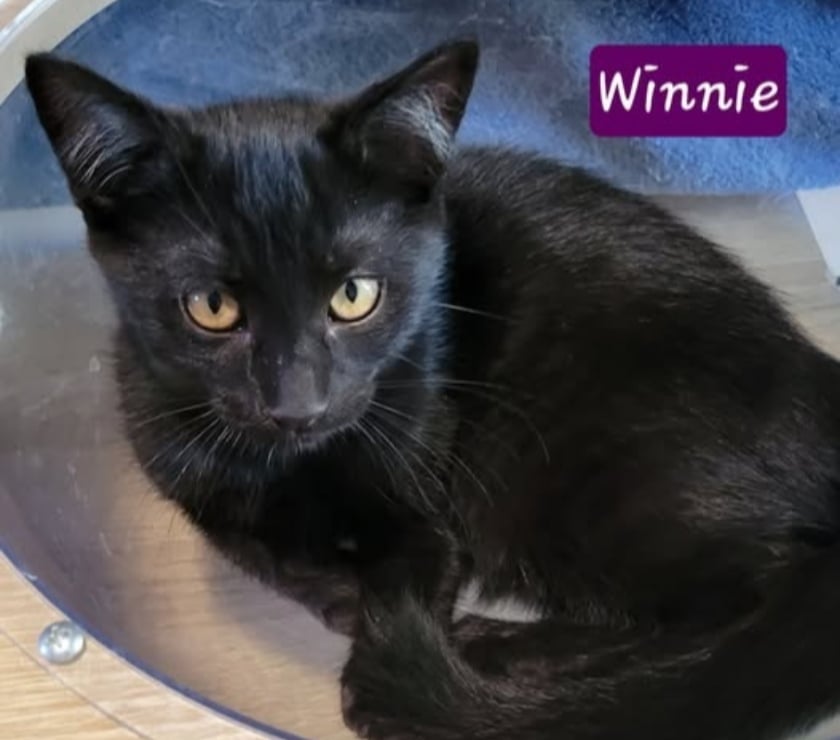 Don Puy St Martin Drôme - Photos Vivastreet Chat WINNIE à l adoption